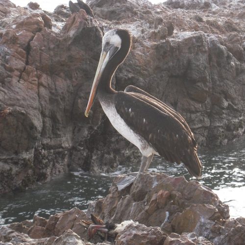 Pelican w Las Lagunillas_Reseva Nacional Paracas