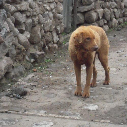 Psy w Peru sa zachwycajaco  sympatyczne
