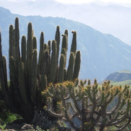Kaktusy nad krawedzia kanionu w poblizu Cruz del Condores