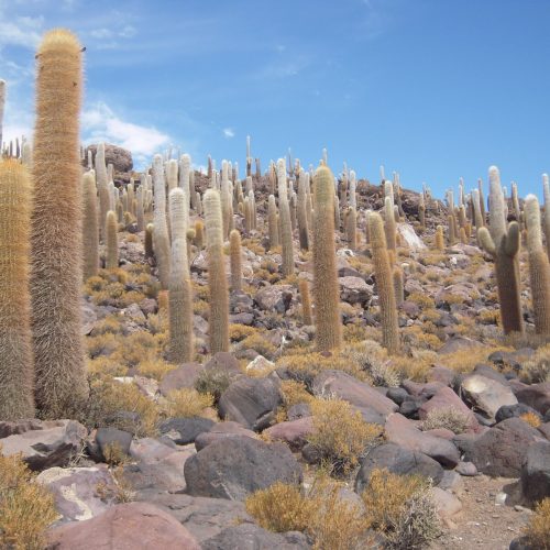 Isla Incahuasi pokryta wspanialymi kaktusami