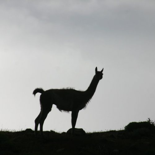 Stra¿nik stada guanako w Torres del Paine