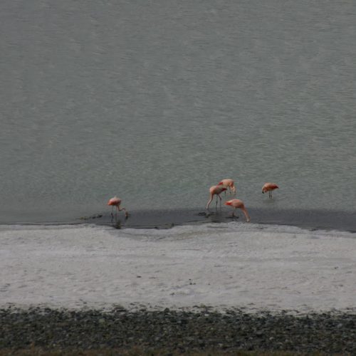 Flamingi w Torres del Paine