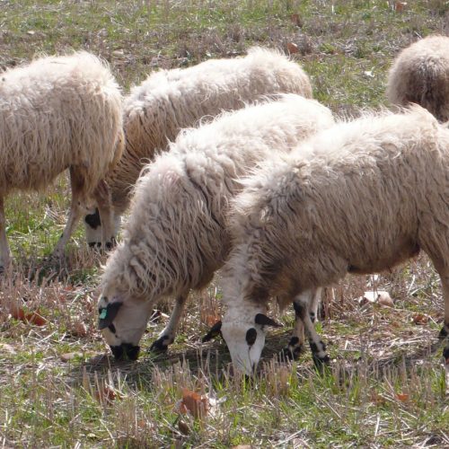 Owce w Castilla Leon